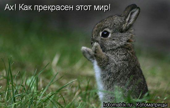 Котоматрица: Ах! Как прекрасен этот мир!