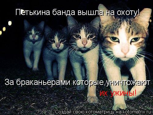 Котоматрица: Петькина банда вышла на охоту! За браканьерами которые уничтожают их ужины!