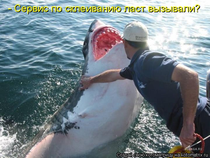 Котоматрица: - Сервис по склеиванию ласт вызывали?