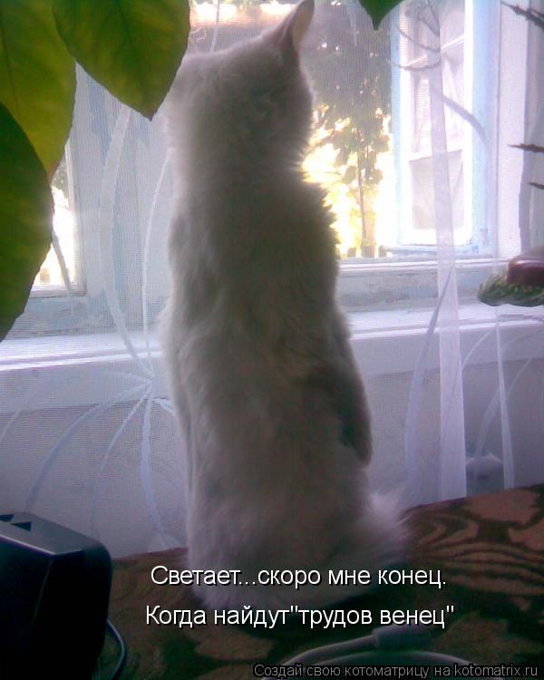 Котоматрица: Светает...скоро мне конец. Когда найдут"трудов венец"