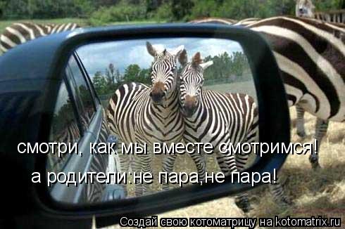 Котоматрица: смотри, как мы вместе смотримся! а родители:не пара,не пара!
