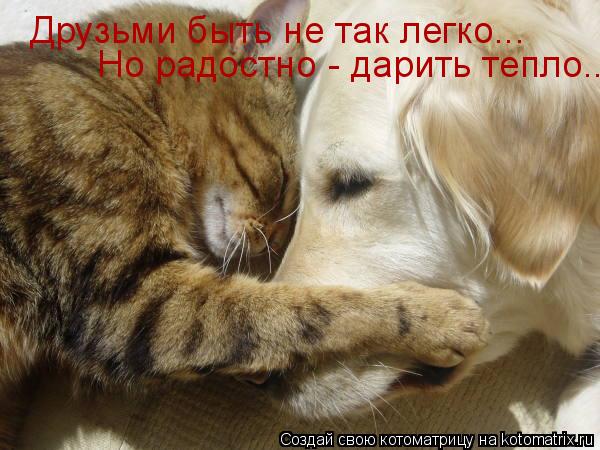 Котоматрица: Друзьми быть не так легко... Но радостно - дарить тепло..