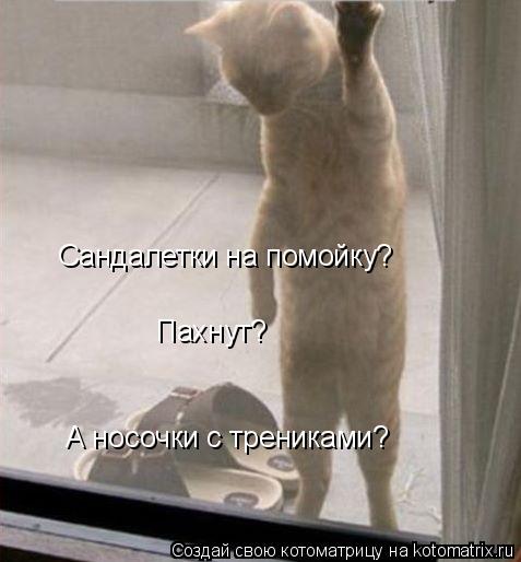 Котоматрица: Сандалетки на помойку? Пахнут? А носочки с трениками?
