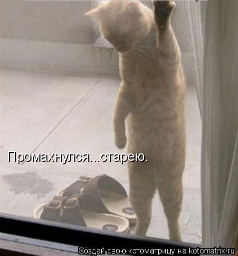 Промахнулся...старею.... Котоматрица: Промахнулся...старею.