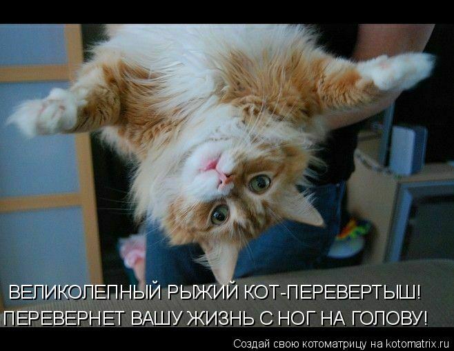 Котоматрица: ВЕЛИКОЛЕПНЫЙ РЫЖИЙ КОТ-ПЕРЕВЕРТЫШ! ПЕРЕВЕРНЕТ ВАШУ ЖИЗНЬ С НОГ НА ГОЛОВУ!