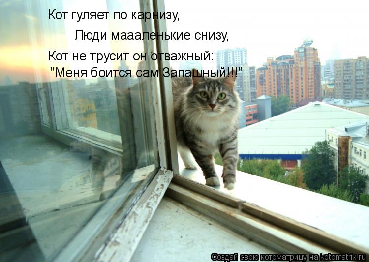 Котоматрица: Кот гуляет по карнизу, Люди маааленькие снизу, Кот не трусит он отважный: "Меня боится сам Запашный!!!"