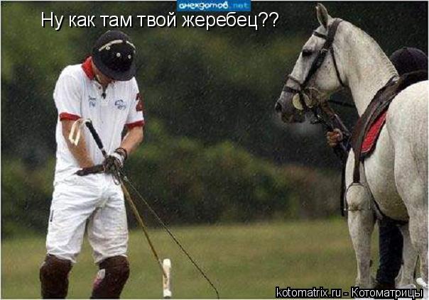 Котоматрица: Ну как там твой жеребец??