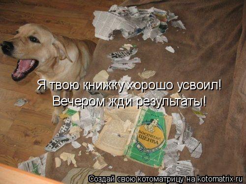 Котоматрица: Я твою книжку хорошо усвоил! Вечером жди результаты!