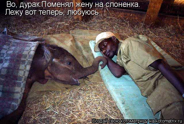 Котоматрица: Во, дурак.Поменял жену на слоненка. Лежу вот теперь, любуюсь