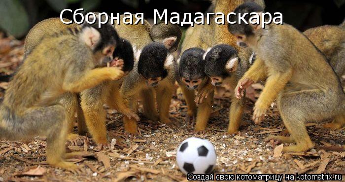 Котоматрица: Сборная Мадагаскара