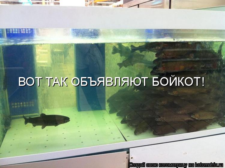 Котоматрица: ВОТ ТАК ОБЪЯВЛЯЮТ БОЙКОТ!
