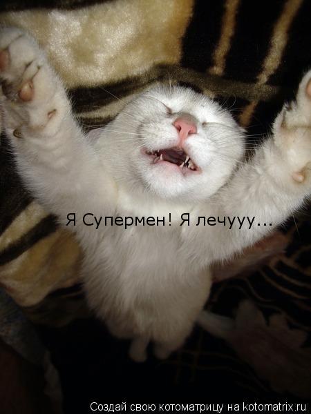 Котоматрица: Я Супермен! Я лечууу...