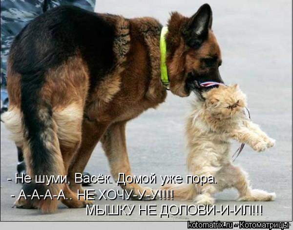 Котоматрица: - Не шуми, Васёк. Домой уже пора.   - А-А-А-А.. НЕ ХОЧУ-У-У!!!!  МЫШКУ НЕ ДОЛОВИ-И-ИЛ!!!