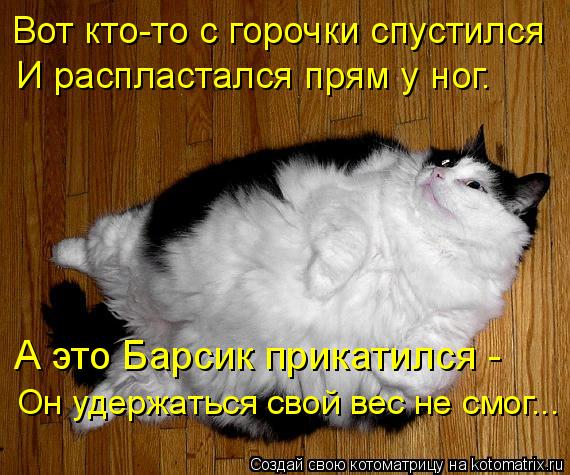 Котоматрица: А это Барсик прикатился -  Вот кто-то с горочки спустился  И распластался прям у ног. Он удержаться свой вес не смог...