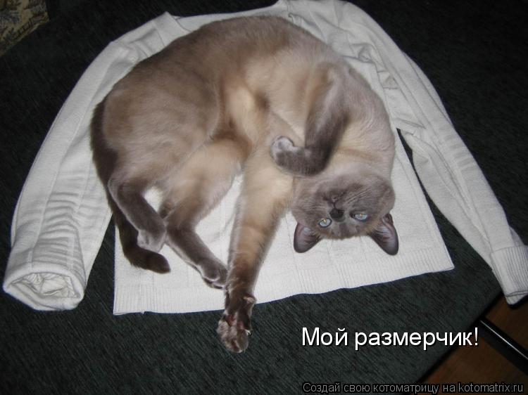 Котоматрица: Мой размерчик!