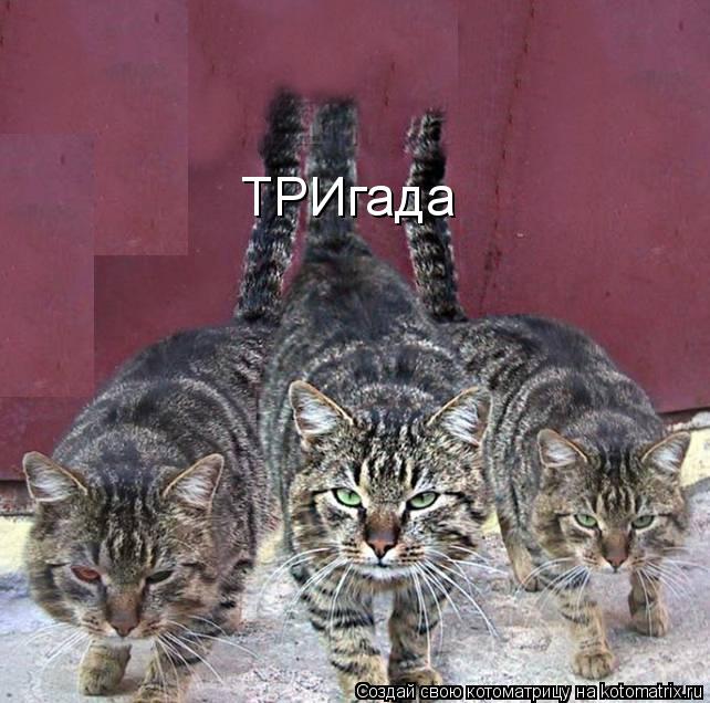Котоматрица: ТРИгада