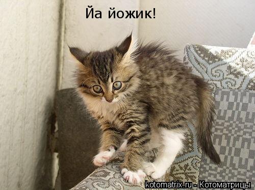 Котоматрица: Йа йожик!