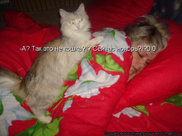 Котоматрица: -А? Так это не кошка?!? Сейчас ноябрь?!?0.0