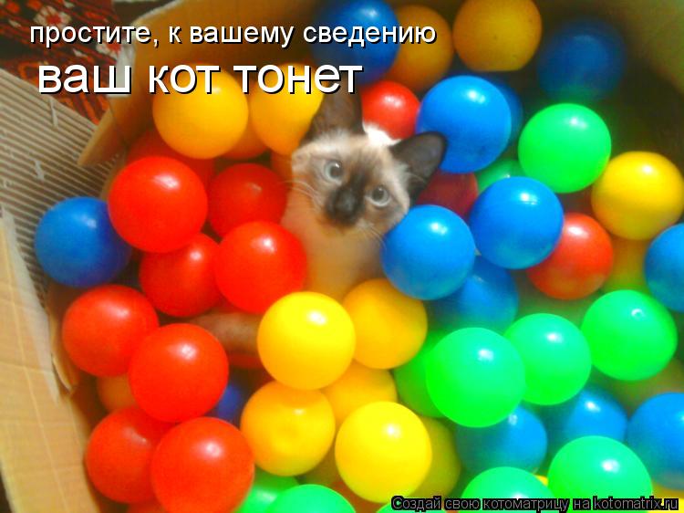 Котоматрица: простите, к вашему сведению  ваш кот тонет