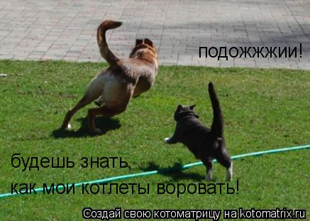 Котоматрица: подожжжии! будешь знать,  как мои котлеты воровать!