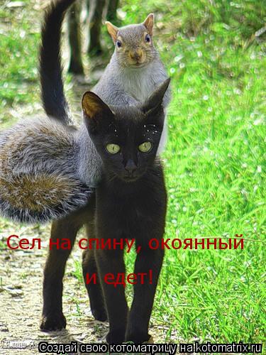 Котоматрица: и едет! Сел на спину, окоянный