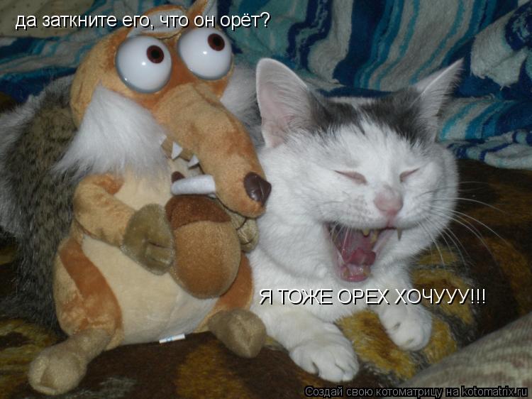 Котоматрица: да заткните его, что он орёт? Я ТОЖЕ ОРЕХ ХОЧУУУ!!!