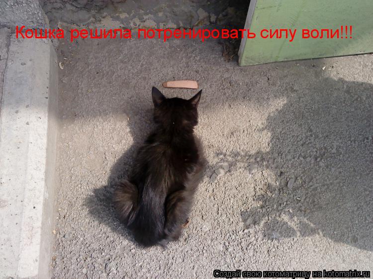 Котоматрица: Кошка решила потренировать силу воли!!!