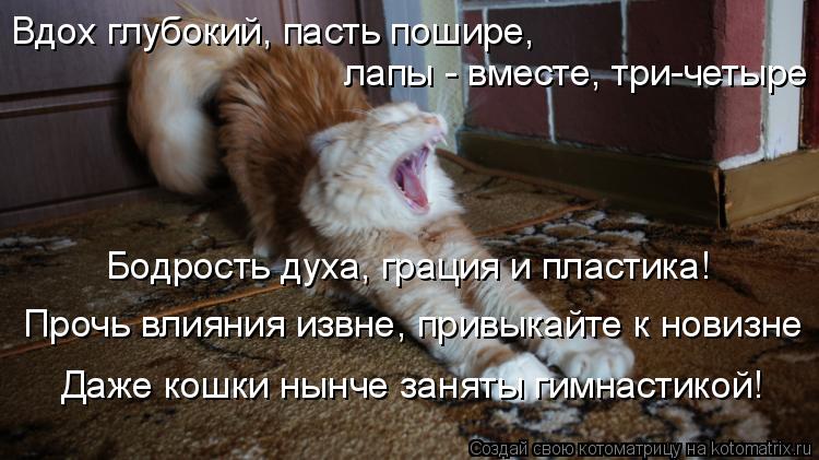 Котоматрица: Вдох глубокий, пасть пошире,  лапы - вместе, три-четыре Бодрость духа, грация и пластика! Прочь влияния извне, привыкайте к новизне Даже кошки