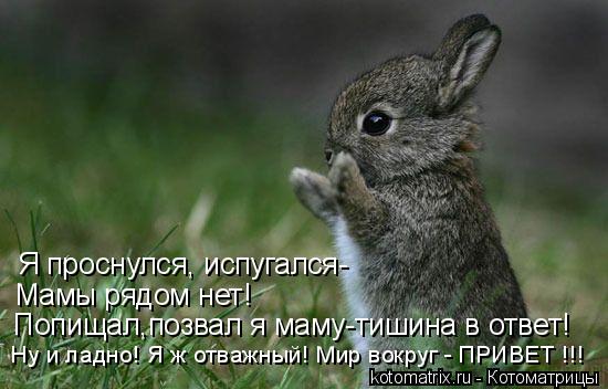 Котоматрица: Я проснулся, испугался- Мамы рядом нет! Попищал,позвал я маму-тишина в ответ! Ну и ладно! Я ж отважный! Мир вокруг - ПРИВЕТ !!!