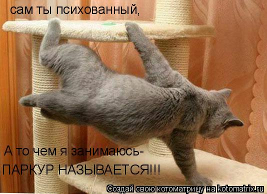 Котоматрица: сам ты психованный, А то чем я занимаюсь- ПАРКУР НАЗЫВАЕТСЯ!!!