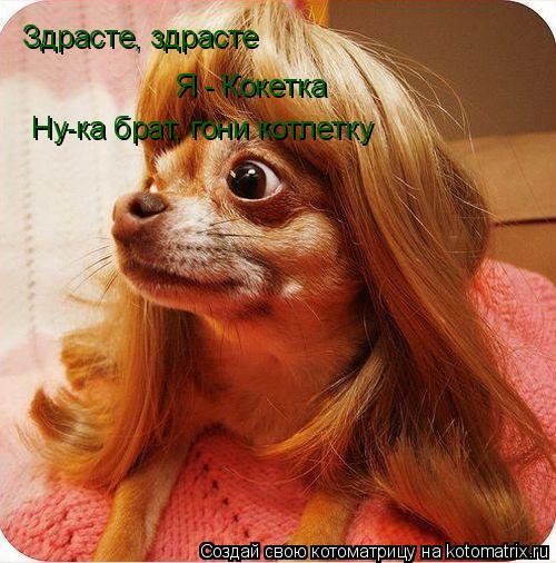 Котоматрица: Здрасте, здрасте Я - Кокетка Ну-ка брат, гони котлетку