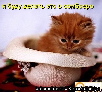 Котоматрица: я буду делать это в сомбреро