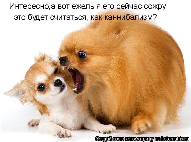 Котоматрица: Интересно,а вот ежель я его сейчас сожру, это будет считаться, как каннибализм?