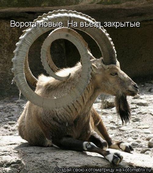 Котоматрица: Ворота новые. На въезд закрытые