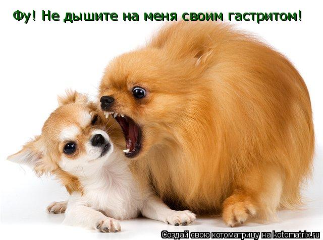 Котоматрица: Фу! Не дышите на меня своим гастритом!