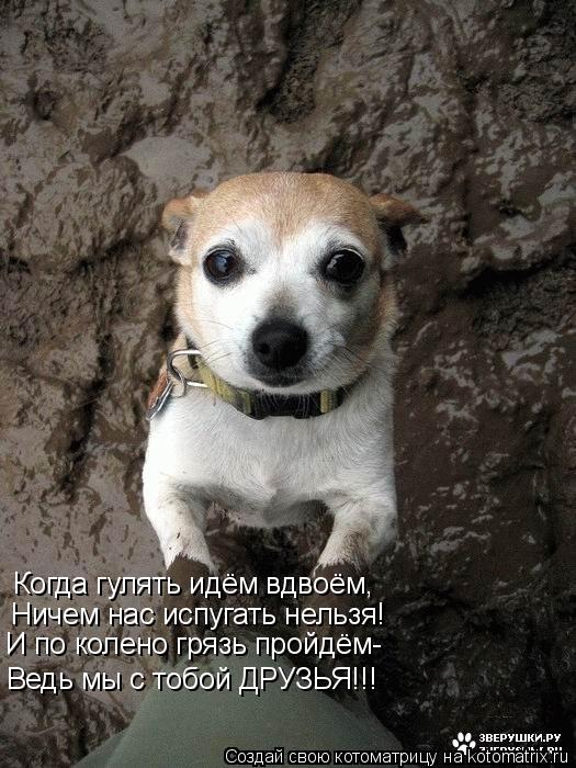 Котоматрица: Когда гулять идём вдвоём, Ничем нас испугать нельзя! И по колено грязь пройдём- Ведь мы с тобой ДРУЗЬЯ!!!