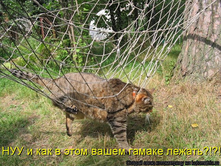 Котоматрица: НУУ и как в этом вашем гамаке лежать?!?!