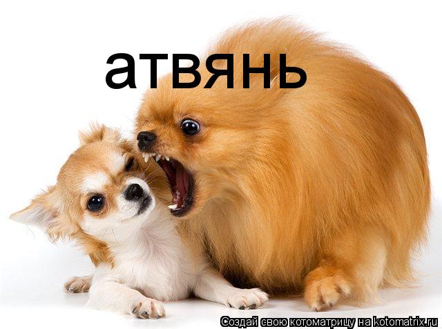 Котоматрица: атвянь