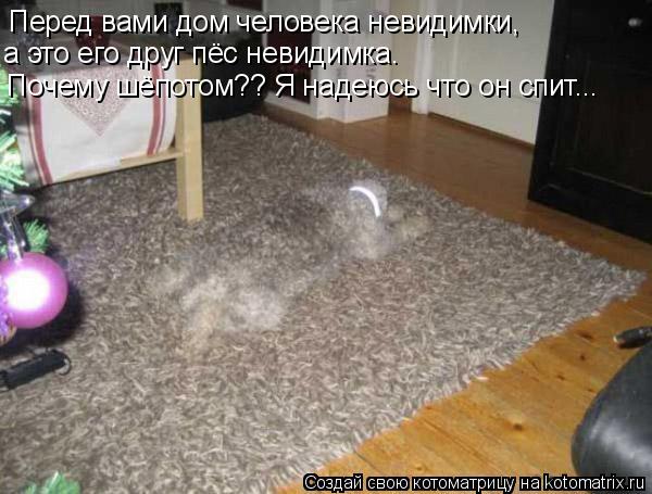 Котоматрица: Перед вами дом человека невидимки, а это его друг пёс невидимка. Почему шёпотом?? Я надеюсь что он спит...