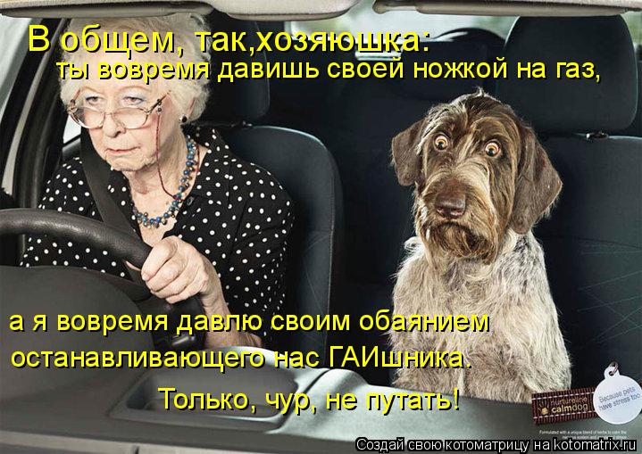 Котоматрица: В общем, так,хозяюшка:  ты вовремя давишь своей ножкой на газ,  а я вовремя давлю своим обаянием  останавливающего нас ГАИшника.  Только, чур, 