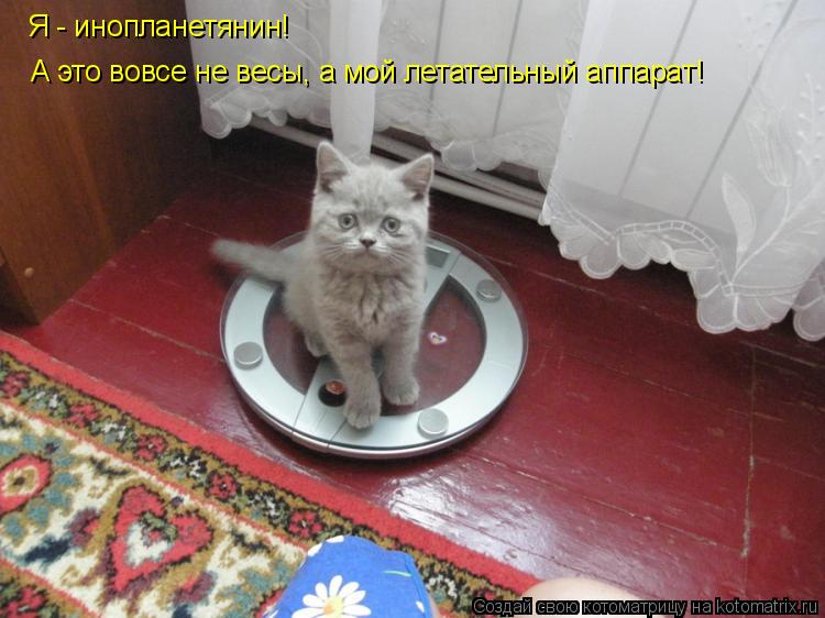 Котоматрица: А это вовсе не весы, а мой летательный аппарат! Я - инопланетянин!