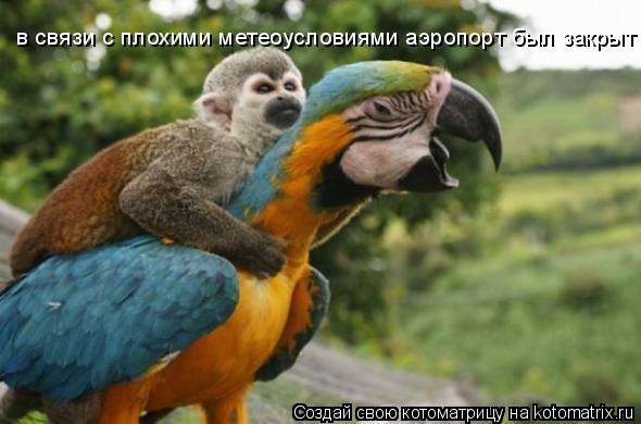 Котоматрица: в связи с плохими метеоусловиями аэропорт был закрыт