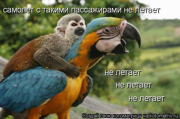 Котоматрица: самолет с такими пассажирами не летает не летает не летает не летает
