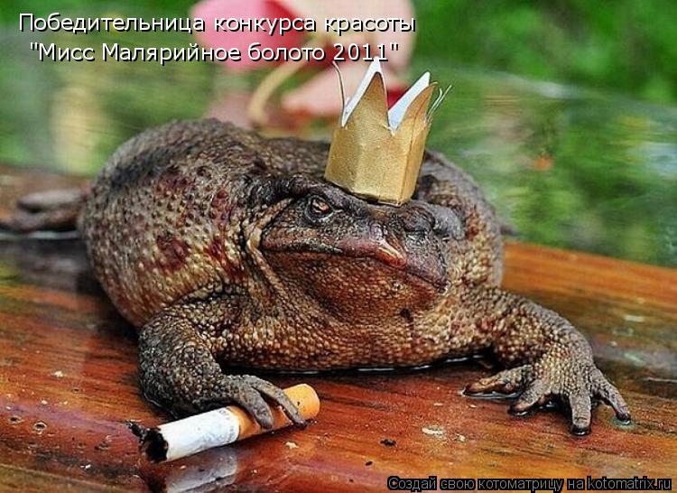 Котоматрица: Победительница конкурса красоты  "Мисс Малярийное болото 2011"