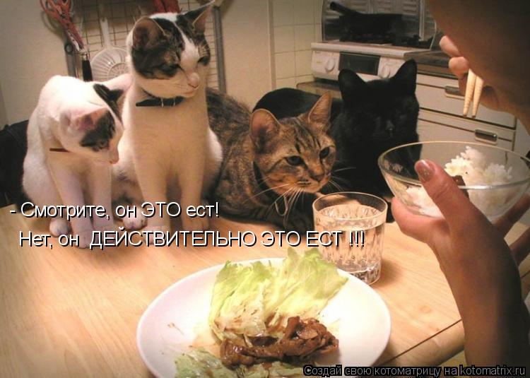 Котоматрица: - Смотрите, он ЭТО ест! Нет, он  ДЕЙСТВИТЕЛЬНО ЭТО ЕСТ !!!