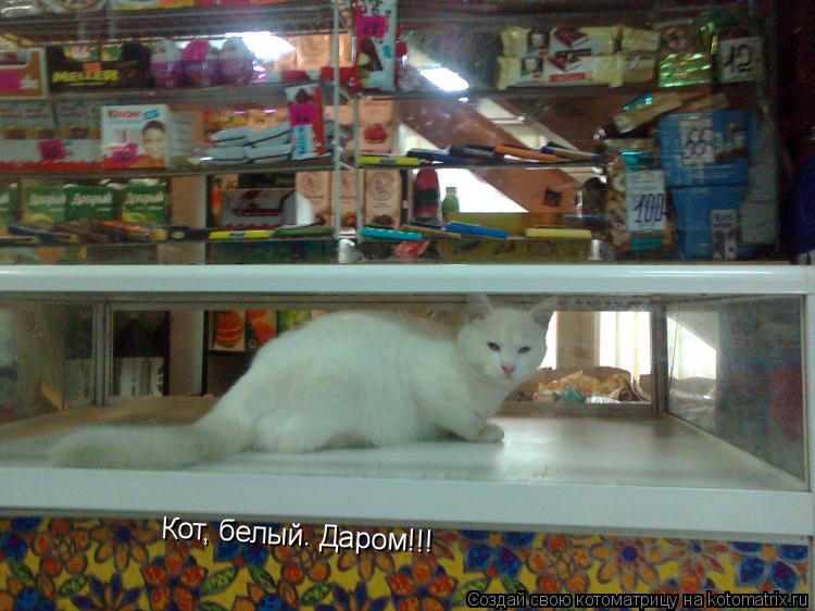 Котоматрица: Кот, белый. Даром!!!
