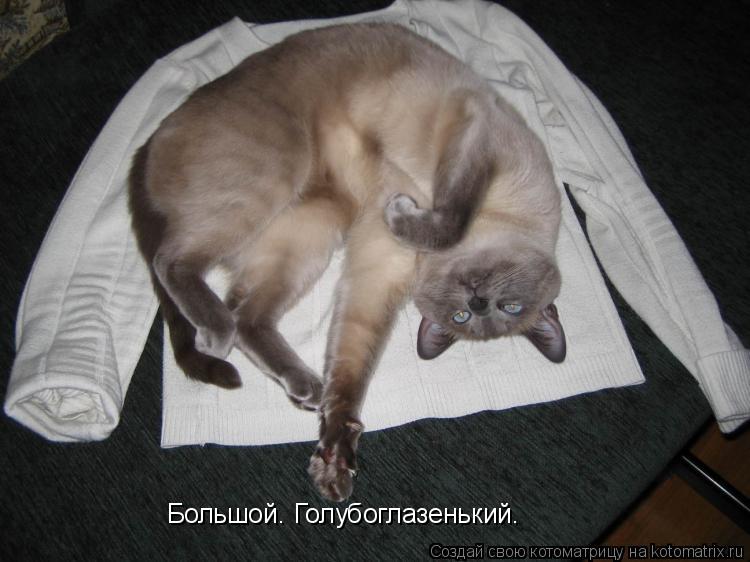 Котоматрица: Большой. Голубоглазенький.