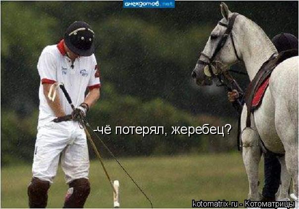-чё потерял, жеребец?... Котоматрица: -чё потерял, жеребец?