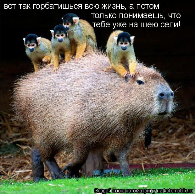 вот так горбатишься всю жизнь, а потом только понимаешь, что тебе уже на шею сели!... Котоматрица: вот так горбатишься всю жизнь, а потом только понимаешь, что тебе уже на шею сели!