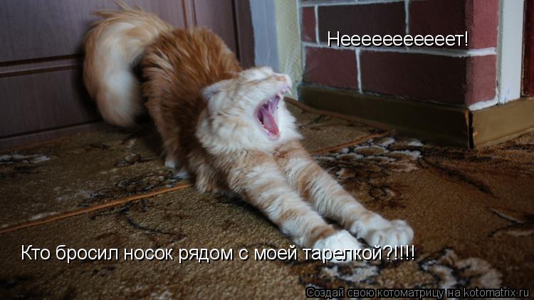 Нееееееееееет! Кто бросил носок рядом с моей тарелкой?!!!!... Котоматрица: Нееееееееееет! Кто бросил носок рядом с моей тарелкой?!!!!